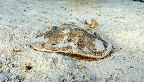 Electric ray (Torpedo marmorata) Electric ray lying on sandy seabed looking at viewer head-on,