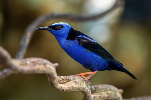 Red legged Honeycreeper (Cyanerpes cyaneus), Aviario Nacional de Colombia, Via Baru, Province of