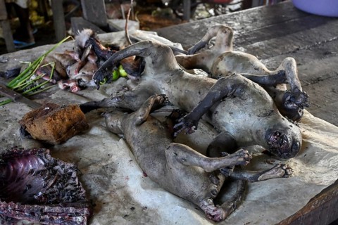 Bushmeat at a market, monkey meat, poaching, Ouésso, Sangha department, Republic of Congo