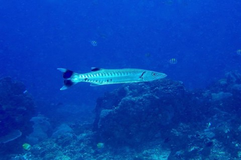 A Great barracuda (Sphyraena barracuda) swimming in the vastness of the ocean, dive site PED, Nusa