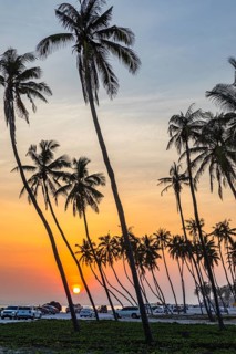 Coconut palms (Cocos nucifera) at sunset on the beach of Salalah, Dhofar Province, Arabian