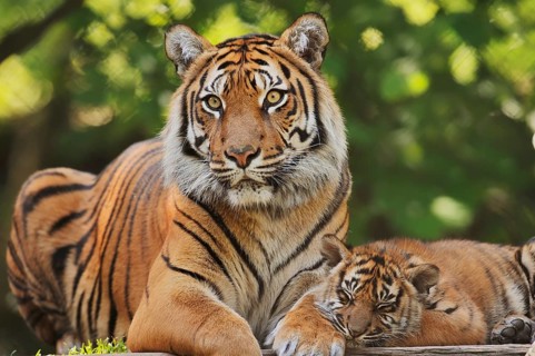 Sumatran tiger (Panthera tigris sumatrae), female with young, captive, occurring in Sumatra,