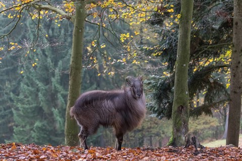 One male Himalayan Tahr (Hemitragus jemlahicus) standing in a forest. Green and yellow forest in