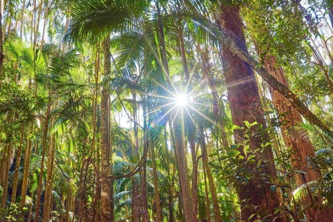 Landscape of piccabeen palm trees (Archontophoenix cunninghamiana) in a rainforest on an early