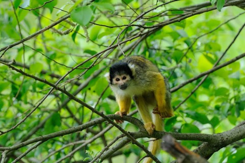 A small monkey with yellow and black fur sits on a branch in the dense greenery, Guyana skull