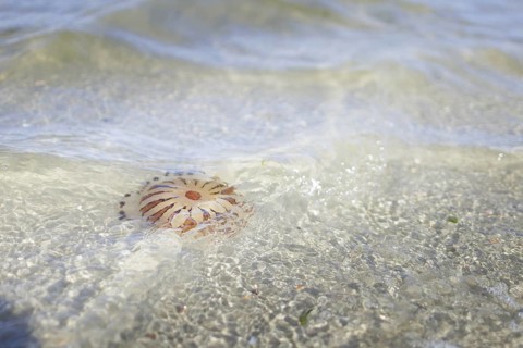 Fire jellyfish in the sea off Borkum, 22/07/2024