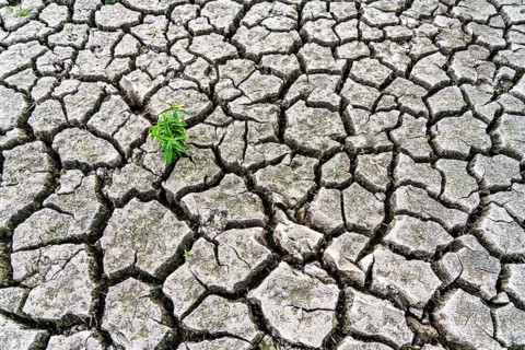 Dry soil, cracked, only a few weeds growing out of the ground, dried-up riverbed, in a side arm of