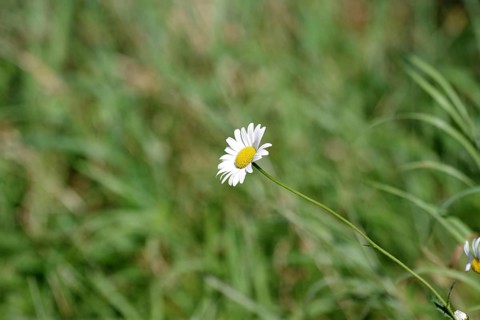 Marguerites (Leucanthemum), Flower, Blossom, The blossom of a single daisy against a green