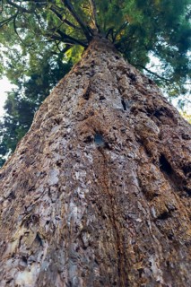 Sequoia (Sequoioideae), tree trunk, bark, nature, tree, plant, old, Piesberg, Osnabrück, Germany,