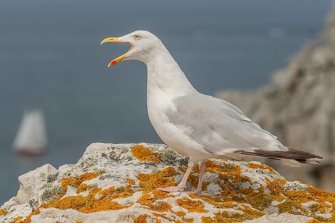 Herringgull (Larus argentatus) screaming on a rock at the edge of a cliff. Camaret, Crozon,