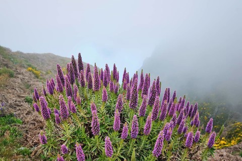 View near Pico do Arieiro of mountains in clouds with Pride of Madeira flowers and blooming Cytisus