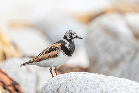 Ruddy Turnstone (Arenaria interpres) searching for food on the Atlantic coast. Ouessant, Finistere,