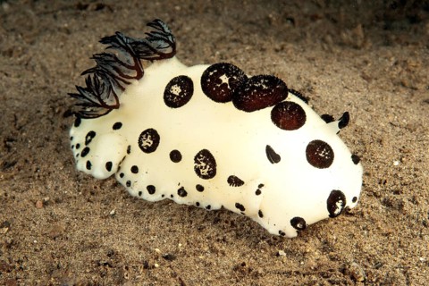 Mourning star snail (Jorunna funebris) crawls over seabed sand, Pacific, Indo-Pacific, Philippine