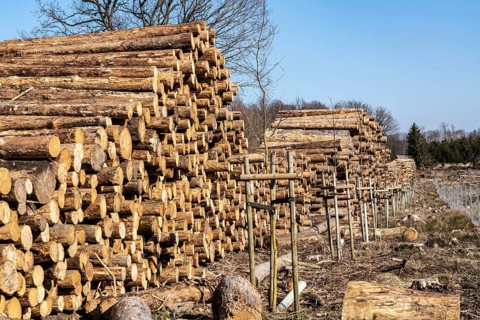 Cleared forest area north of the village of Hirschberg, Soest district, dead spruce stands were
