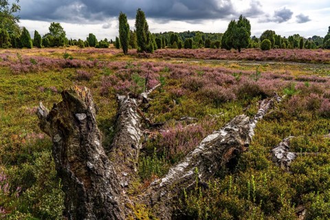 Flowering heath, broom heather and juniper bushes, near Wilseder Berg, near the village of Wilsede,