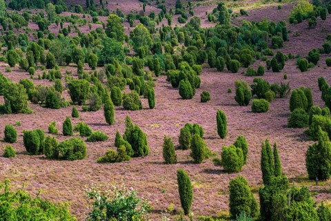 Flowering heath, heather and juniper bushes, in the Totengrund, near the village of Wilsede, in the