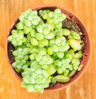 Beautiful little plant, succulent in a small flower pot. on the wooden background