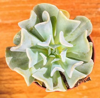 Beautiful little plant, succulent in a small flower pot. on the wooden background