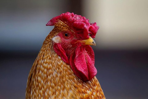 Close-up of a cockerel