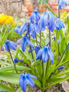 Scilla blooming in the botanical garden in spring