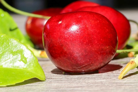 Close-up of delicious sweet cherries