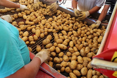 Agriculture potato harvesting with harvester (Mutterstadt, Rhineland-Palatinate)