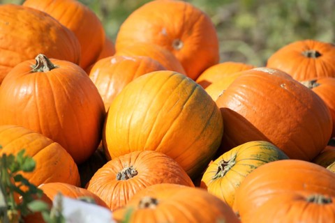 Pumpkins, pumpkin patch