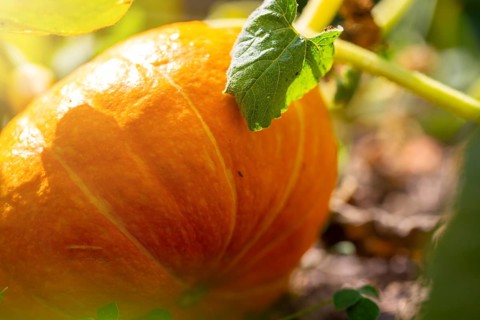Close-up of a home-grown pumpkin in the garden