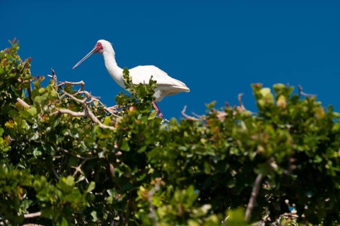 African red-faced spoonbill, spoonbill, bird, ibis, wilderness, free-living, safari, fauna,