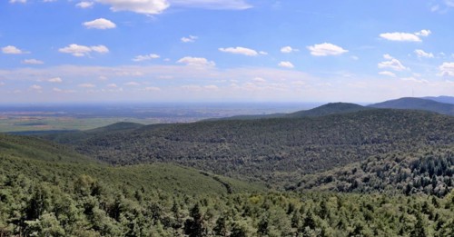 View from the Eckkopf tower near Bad Dürkheim over the Palatinate Forest