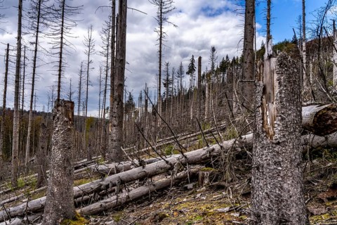 Dead spruce trees, broken by wind, lying in disarray, forest dieback in the Arnsberg Forest nature