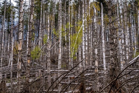Dead spruce trees, broken by wind, lying in disarray, forest dieback in the Arnsberg Forest nature