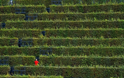 Green façade, made of over 30, 000 hornbeams forming a hedge a good 8 kilometres long, on the roof