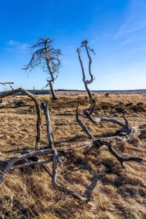 Noir Flohay ghost forest, remnants of a forest fire from 2011 in the High Fens, high moor, in the