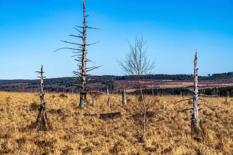 The High Fens, raised bog, in the Eifel and Ardennes region, High Fens-Eifel nature park Park,