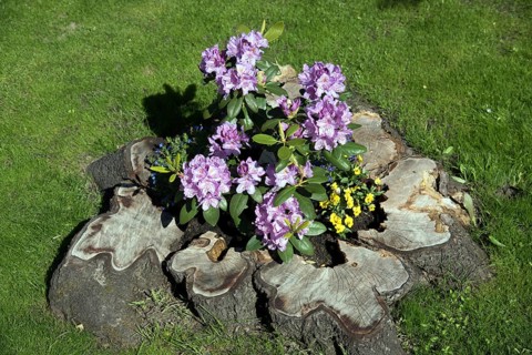 Flowers, Rhododendron in old tree stump, Catawbiense Grandiflorum, Blossoms, Federal Republic of