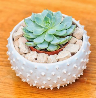 Beautiful little plant, succulent in a small ceramic flower pot with decorative stones
