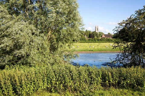Sheep grazing in pasture by River Kennet, West Overton, Wiltshire, England, UK