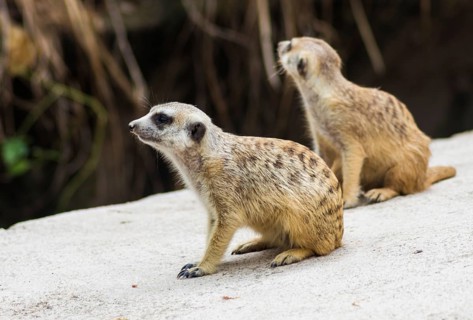 A pair of meerkats in a zoo of Singapore