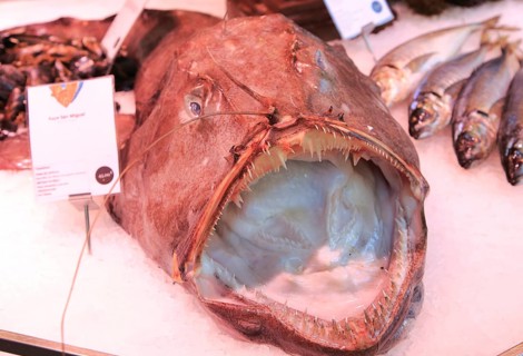 Monkfish displayed on ice of fishmonger stall, Mercado San Miguel market, Madrid city centre,