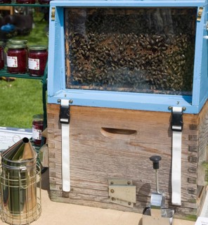 Demonstration of beekeeping with glass sided hive during a country fair event at Helmingham Hall,