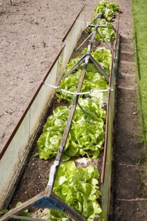 Lettuce plants growing in cold frame