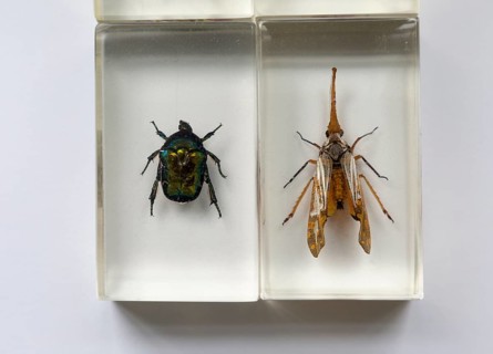 Close up of exotic insects in clear resin blocks