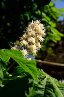Europe, Germany, Lower Saxony, Blossom of the common horse chestnut, Aesculus hippocastanum,