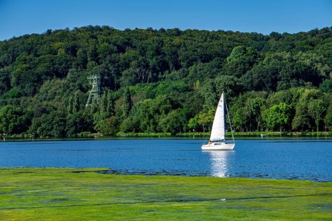 Waterweed, Elodea, an invasive species, green carpet of plants on Lake Baldeney in Essen, the