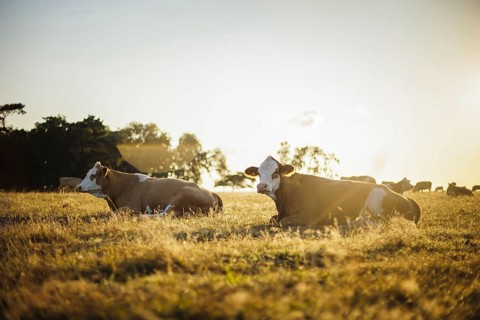 Cows graze in a meadow near Born am Darß shortly after sunrise. Born, 01.08.2024