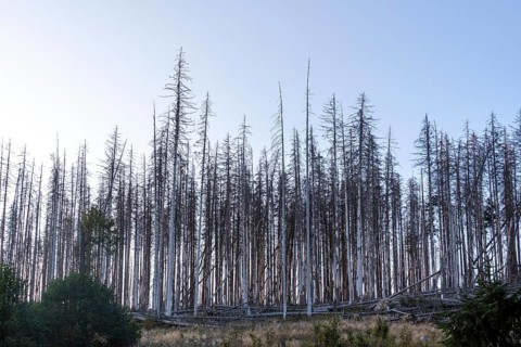 Forest dieback, dead spruces, Ilsetal in the Harz Mountains, Ilsenburg, Saxony-Anhalt, Germany,