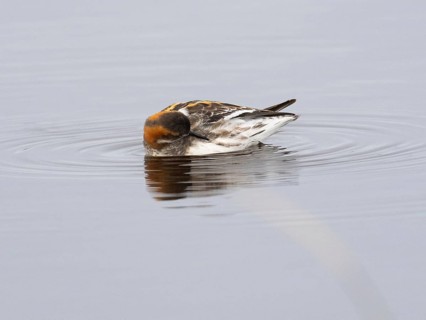 Red-necked phalarope (Phalaropus lobatus), female in summer plumage, preening itself on moorland