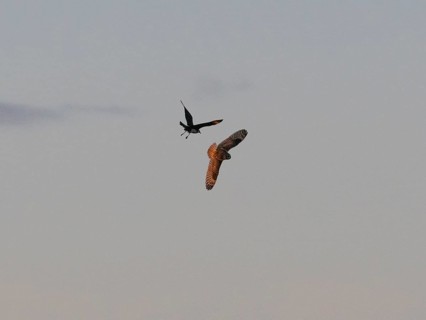 Arctic Skua (Stercorarius parasiticus), breeding bird chasing short-eared Owl, (Asio flammeus),