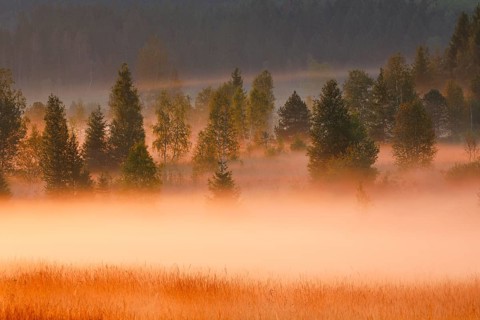 Fog and trees at the Rothenthurm high moor, Canton Schwyz, Switzerland, Europe